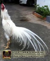 nama-nama ayam bangkok kinantan