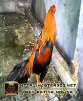 nama-nama ayam bangkok wiring