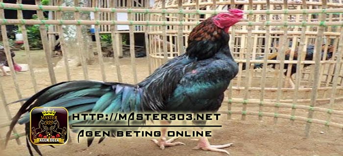 ayam ciparage ayam petarung asli indonesia karawang