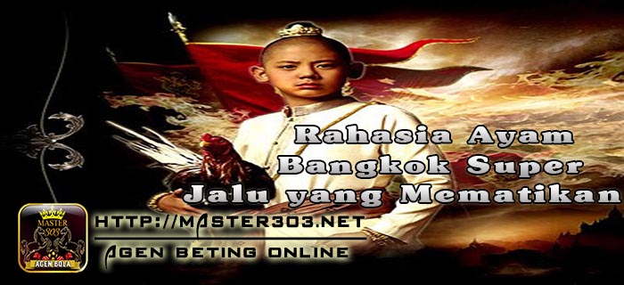 rahasia ayam bangkok super jalu yang mematikan pukul ko