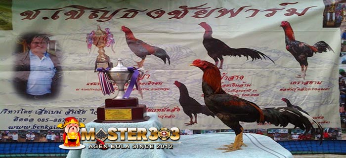 Ciri-Ciri & Kelebihan Ayam Bangkok Pakhoy yang Asli dan Super