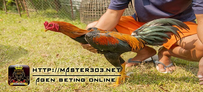 Kelebihan Ayam Bangkok Wiring Kuning Asli Thailand Yang Misterius