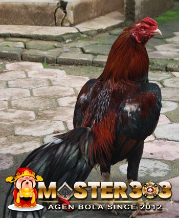 foto ayam Bangkok Pakhoy yang Asli dan Super