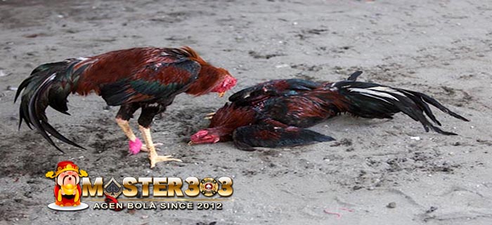 kelebihan ayam pakhoy yang dapat membuat lawan tumbang dalam menit-menit pertama pertandingan