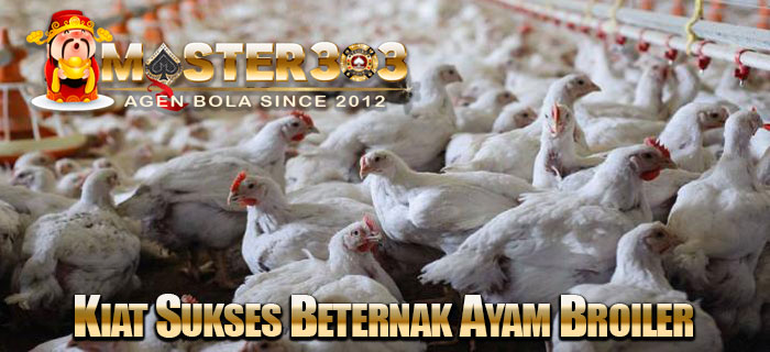 berternak ayam broiler