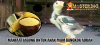Manfaat Jagung Giling Untuk Anak Ayam Bangkok Aduan