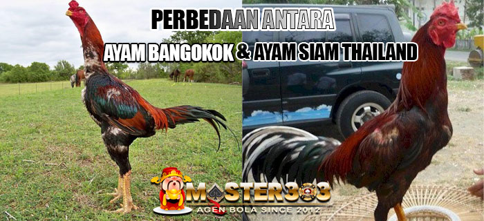 ayam bangkok asli dan ayam siam
