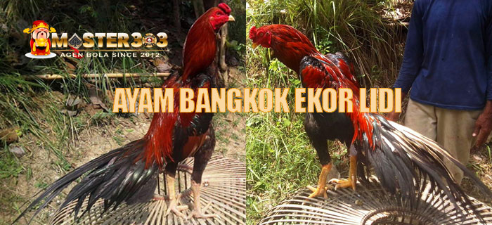 ayam bangkok ekor lidi