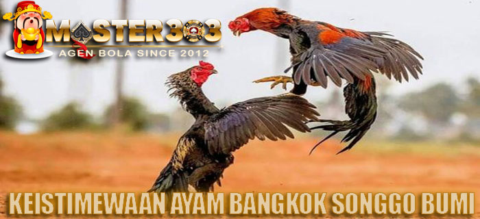 ayam bangkok songgo bumi
