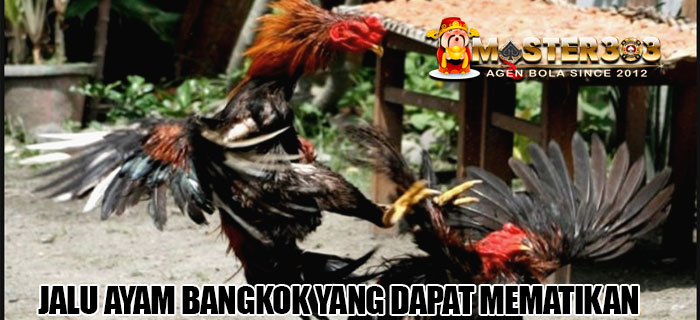 jalu ayam Bangkok