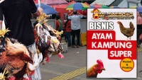 ternak ayam kampung super