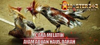 melatih ayam aduan