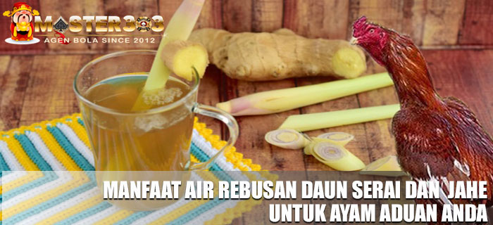 Manfaat Air Rebusan Daun Serai Dan Jahe Untuk Ayam Aduan