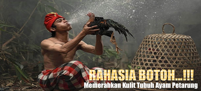 Rahasia Bebotoh Memerahkan Kulit Tubuh Ayam Petarung