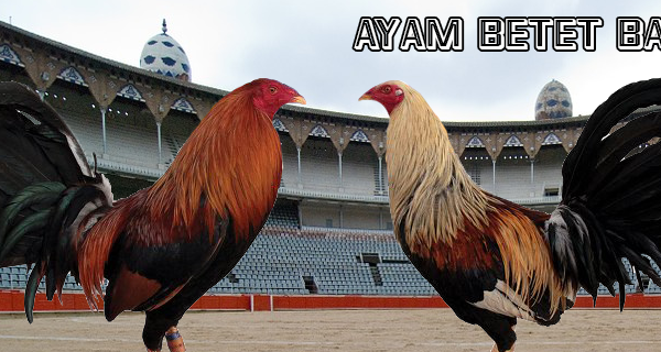 ayam betet