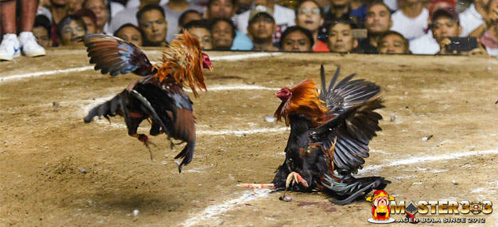 Resep Jamu Ayam Bangkok Aduan Rahasia