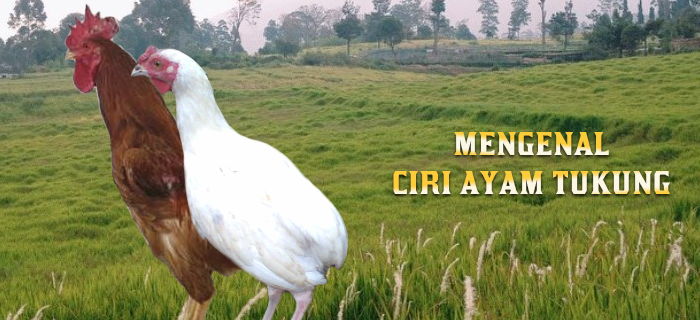 ciri ayam tukung