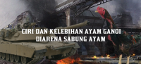 ciri ciri ayam ganoi