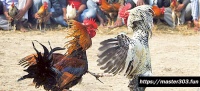 Latihan Ayam Bangkok Aduan