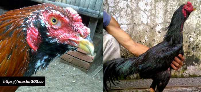 Keunggulan Ayam Bangkok Brewok