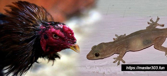 Manfaat Cicak Bagi Ayam