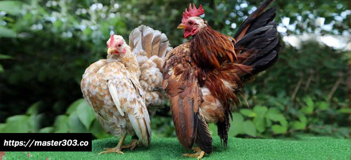 Mengenal Jenis Ayam Serama
