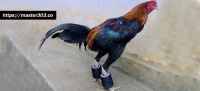 Pembuatan Barbel Ayam Aduan