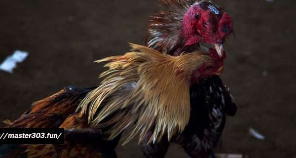 Membuat Minuman Ayam Bangkok