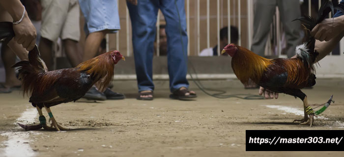 Mudah Mengenali Ayam Bangkok