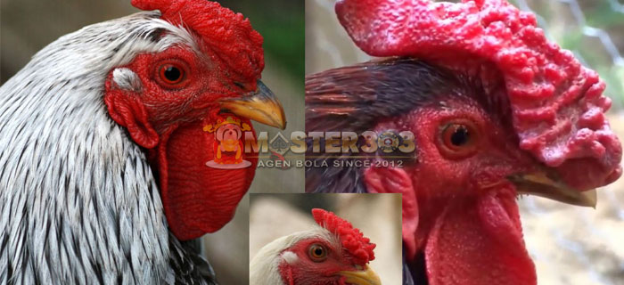 Ayam Bangkok Jengger Mawar Legenda