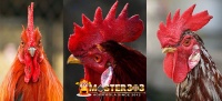 Ayam Bangkok Jengger Wilah Populer