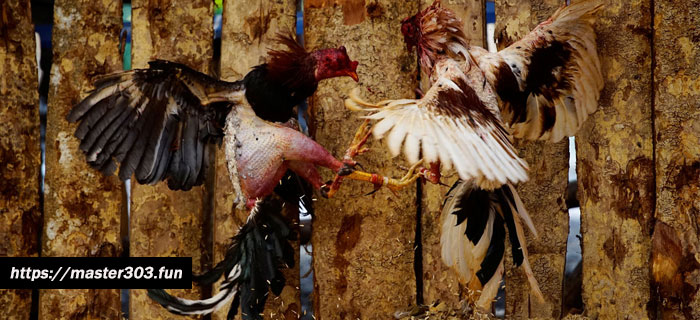 Ciri Supit Belakang dan Tulang Berutu