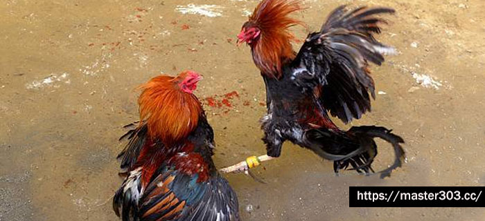 Kelebihan Ayam Kagoshima Aduan