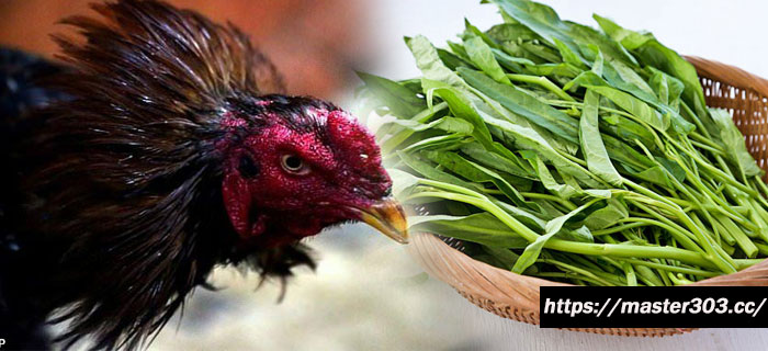 Manfaat Tersembunyi Kangkung Bagi Ayam Aduan