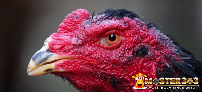 Ayam Bangkok Jengger Sumpel Katuranggan