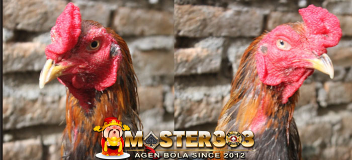 Ayam Bangkok Suro Rembes