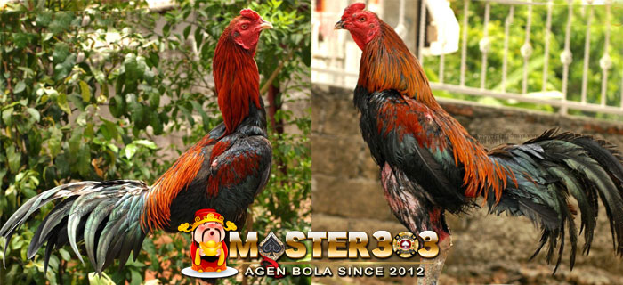Ayam Birma Mabin Aduan Super