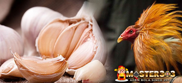 Bawang Putih Bagi Ayam Bangkok