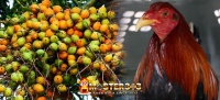 Buah Pinang Bagi Ayam Bangkok