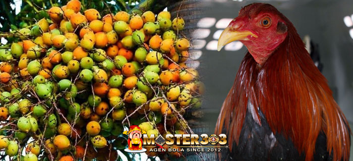 Buah Pinang Bagi Ayam Bangkok