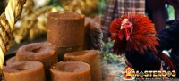Gula Merah Bagi Ayam Bangkok