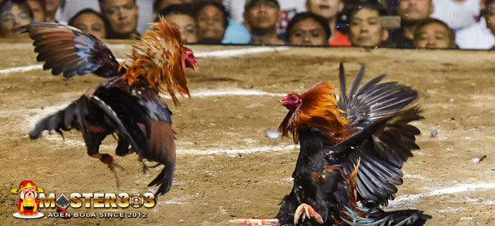 Jamu Ayam Bangkok Khusus Aduan
