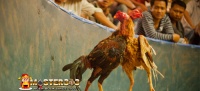 Alat Latihan Ayam Bangkok Wajib Ada