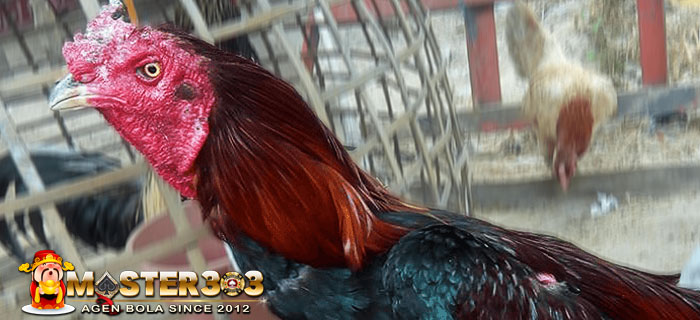 Hilangkan Koreng Ayam Bangkok