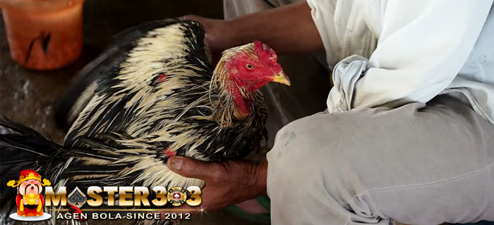 Anjuran Memandikan Ayam Bangkok