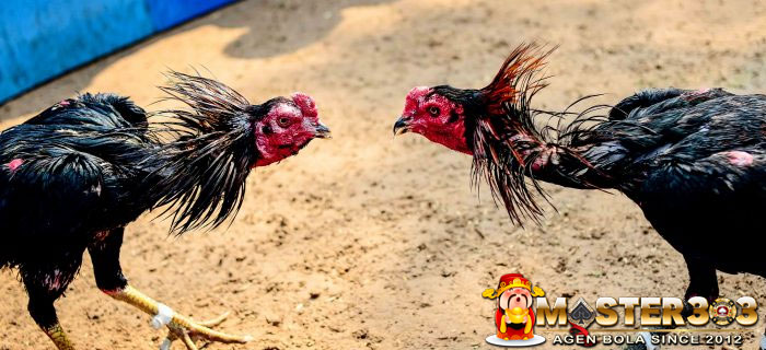 Ayam Petarung Super Agresif