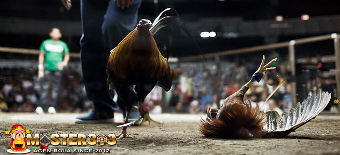 Ciri Jalu Ayam Pembunuh