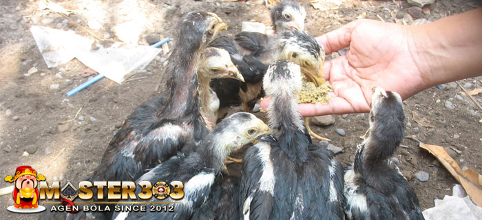 Fisik Anak Ayam Bangkok