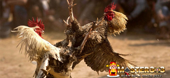 Pelatihan Main Atas Ayam Aduan