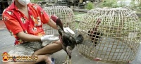 Persiapan Ayam Bangkok Aduan